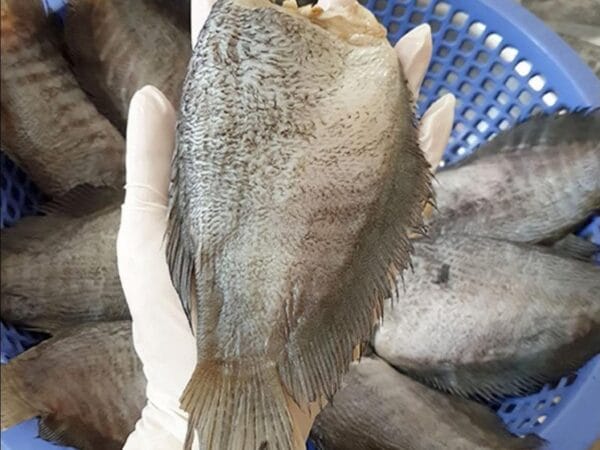 Khô Cá Sặc 1 Nắng 500gr